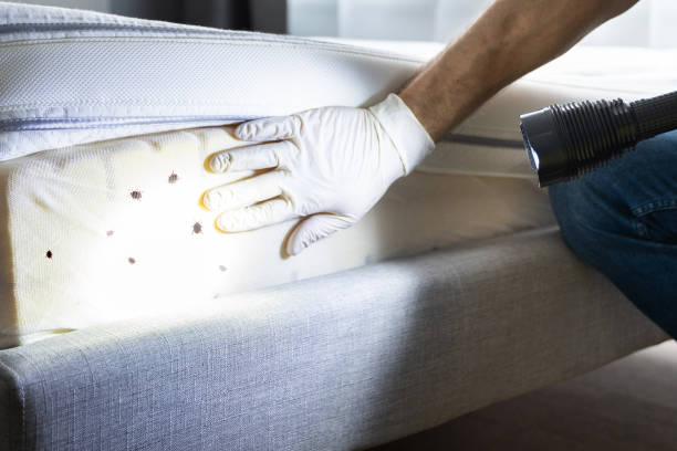 Best Local Pest Control Services  in Hawley, MN