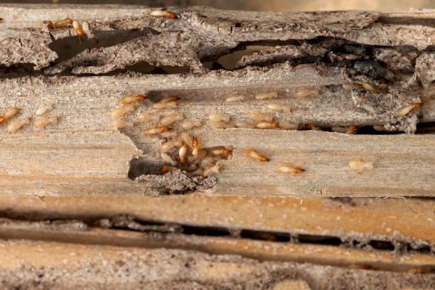 Best Exterminator Services  in Hawley, MN