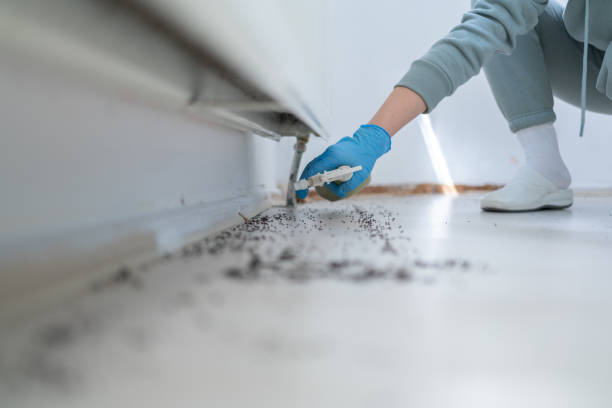 Best Wasp Removal Services  in Hawley, MN